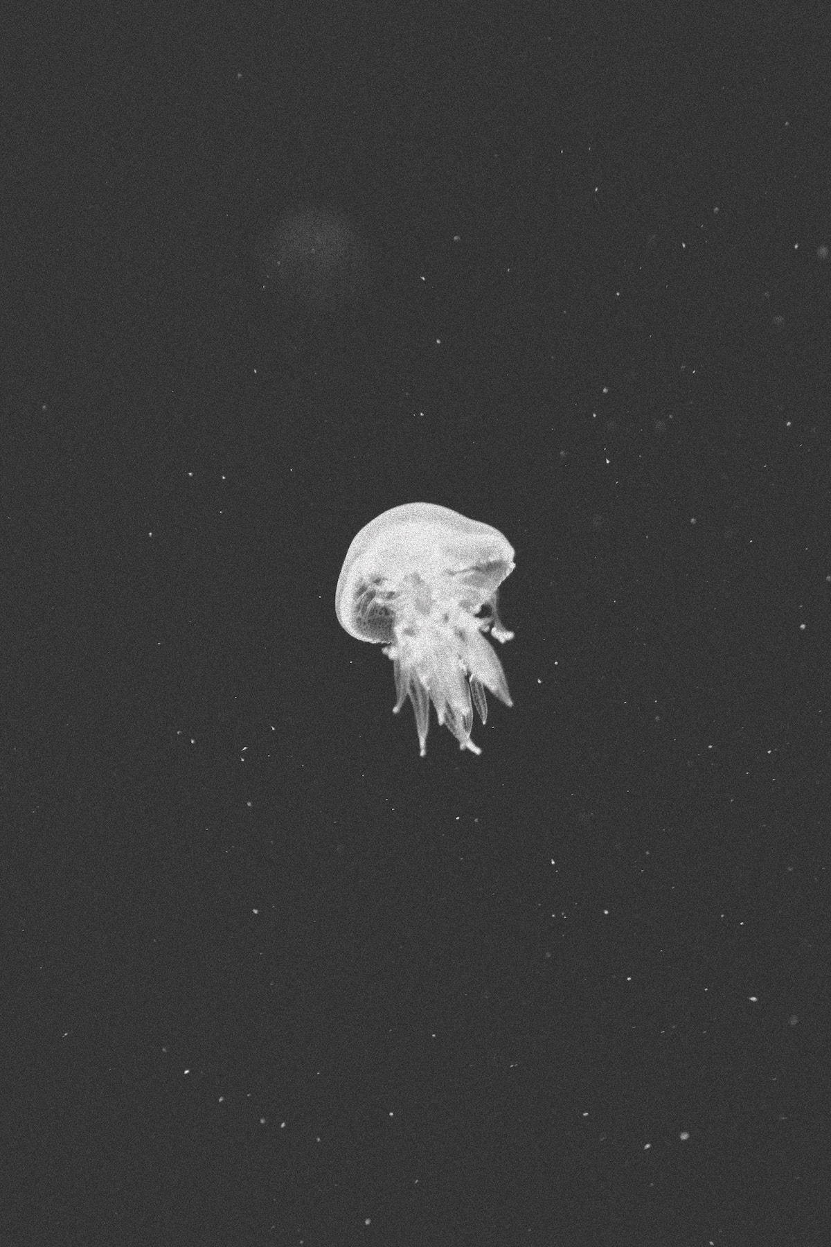 a jellyfish floats in darkness