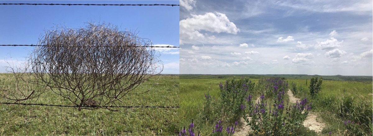 a prairie scene with bushes